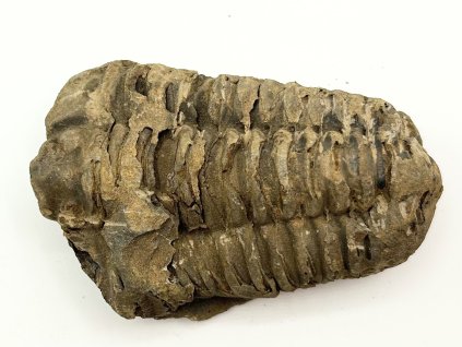 Fosilie Trilobit Calymene Flexicalymene 80 mm #305