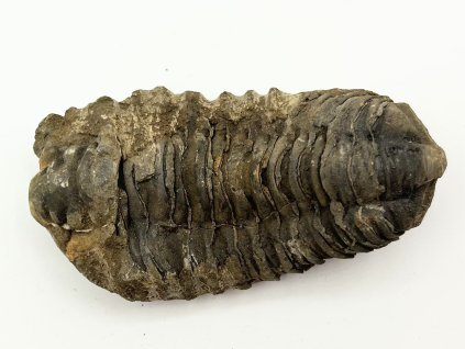 Fosilie Trilobit Calymene Flexicalymene 85 mm #307