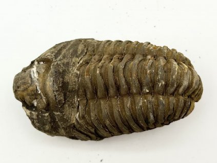 Fosilie Trilobit Calymene Flexicalymene 75 mm #312