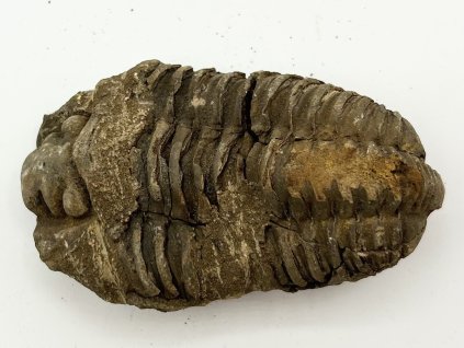 Fosilie Trilobit Calymene Flexicalymene 85 mm #314