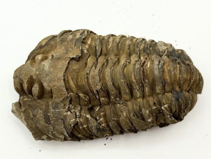 Skamielina trylobita Calymene Flexicalymene 85 mm #317