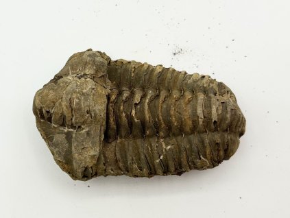 Skamielina trylobita Calymene Flexicalymene 85 mm #318
