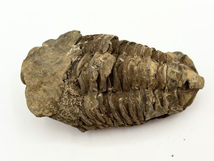Fosilie Trilobit Calymene Flexicalymene 85 mm #322