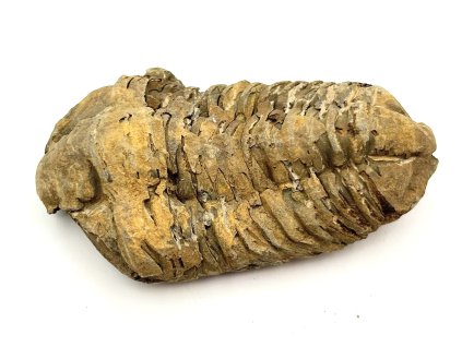 Fosilie Trilobit Calymene Flexicalymene 90 mm #323