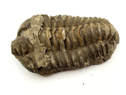Fosilie Trilobit Calymene Flexicalymene 85 mm #324