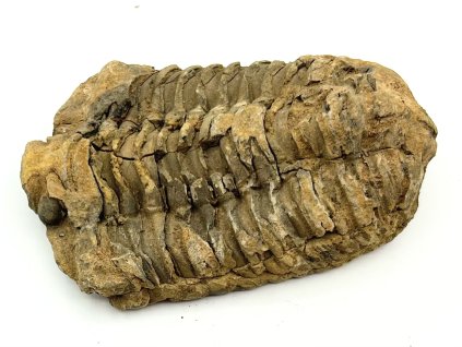 Fosilie Trilobit Calymene Flexicalymene 85 mm #325