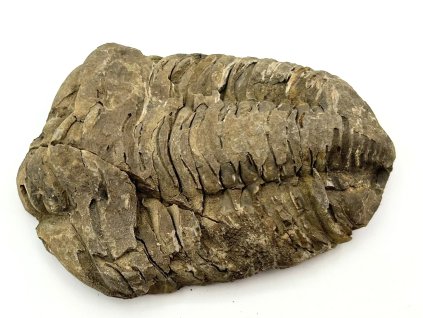 Fosilie Trilobit Calymene Flexicalymene 90 mm #328