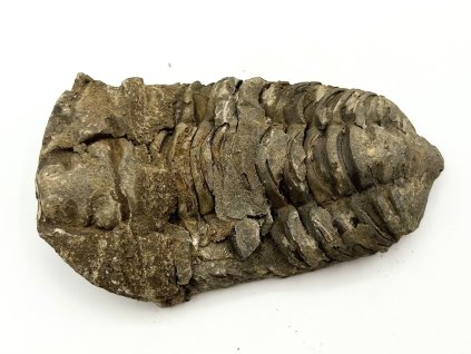 Fosilie Trilobit Calymene Flexicalymene 95 mm #329