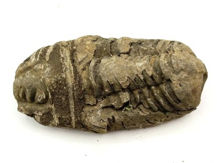 Fosilie Trilobit Calymene Flexicalymene 80 mm #330