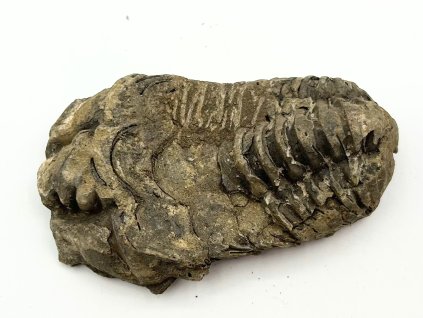 Fosilie Trilobit Calymene Flexicalymene 85 mm #331