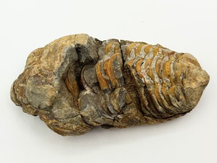 Fosilie Trilobit Calymene Flexicalymene 95 mm #333