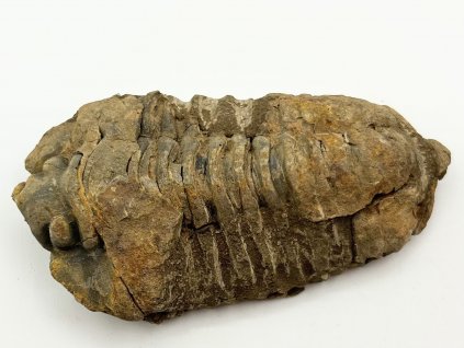Fosilie Trilobit Calymene Flexicalymene 90 mm #334