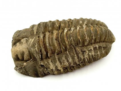 Fosilie Trilobit Calymene Flexicalymene 80 mm #336
