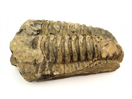 Fosilie Trilobit Calymene Flexicalymene 75 mm #338