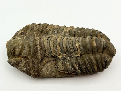 Fosilie Trilobit Calymene Flexicalymene 90 mm #339