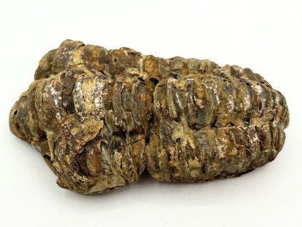 Fosilie Trilobit Calymene Flexicalymene 85 mm #340