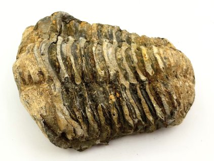 Fosilie Trilobit Calymene Flexicalymene 70 mm #342