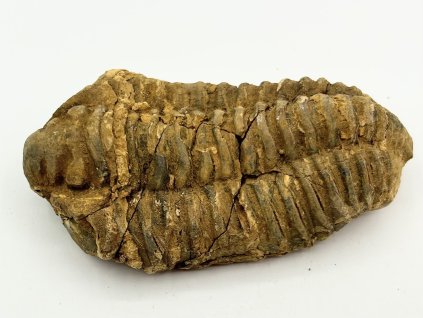 Skamielina trylobita Calymene Flexicalymene 95 mm #343