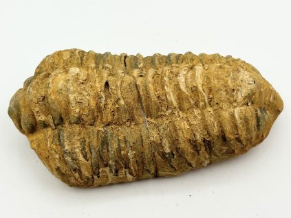 Skamielina trylobita Calymene Flexicalymene 85 mm #344