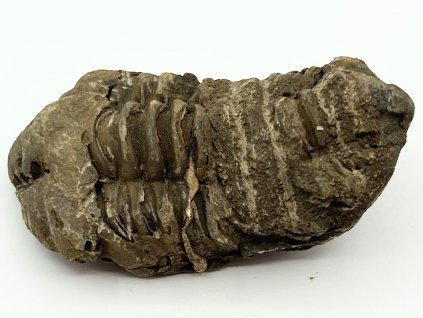 Fosilie Trilobit Calymene Flexicalymene 75 mm #347