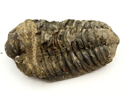 Fosilie Trilobit Calymene Flexicalymene 75 mm #349