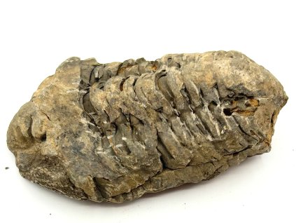 Fosilie Trilobit Calymene Flexicalymene 80 mm #352