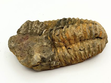 Fosilie Trilobit Calymene Flexicalymene 85 mm #353