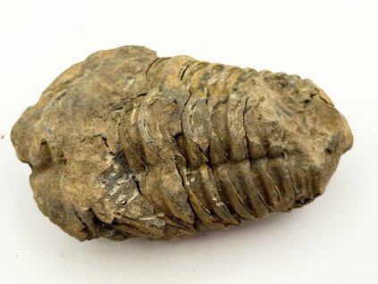 Fosilie Trilobit Calymene Flexicalymene 80 mm #358