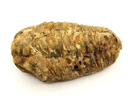 Fosilie Trilobit Calymene Flexicalymene 80 mm #359