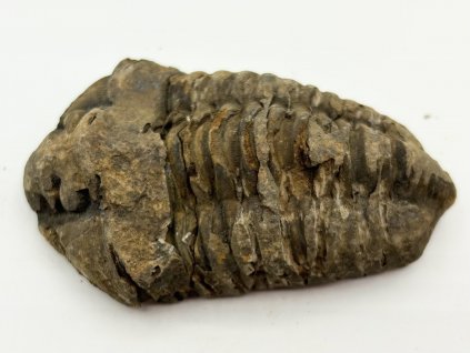 Fosilie Trilobit Calymene Flexicalymene 90 mm #360
