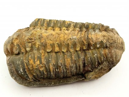 Fosilie Trilobit Calymene Flexicalymene 100 mm #361