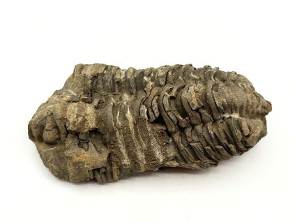 Fosilie Trilobit Calymene Flexicalymene 95 mm #362