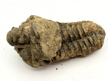 Fosilie Trilobit Calymene Flexicalymene 80 mm #364