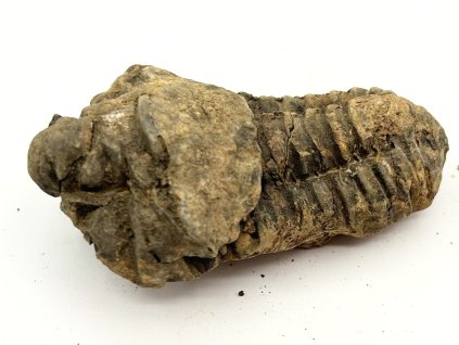 Skamielina trylobita Calymene Flexicalymene 80 mm #364