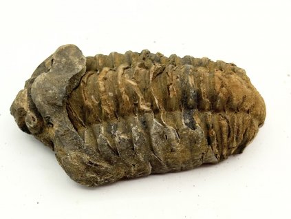 Fosilie Trilobit Calymene Flexicalymene 70 mm #365