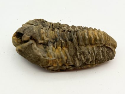 Fosilie Trilobit Calymene Flexicalymene 85 mm #366