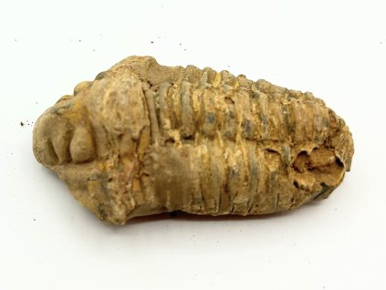 Fosilie Trilobit Calymene Flexicalymene 80 mm #367