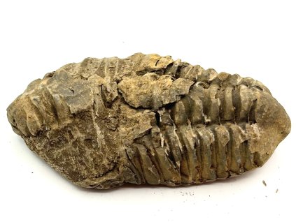 Fosilie Trilobit Calymene Flexicalymene 85 mm #369