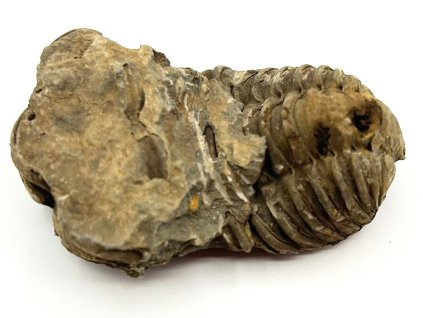 Fosilie Trilobit Calymene Flexicalymene 80 mm #374