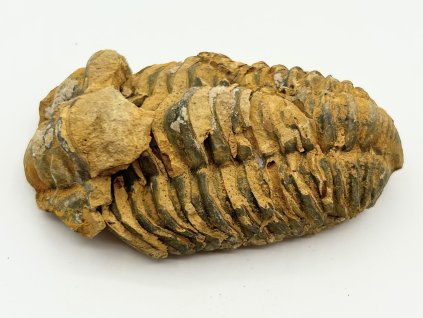 Fosilie Trilobit Calymene Flexicalymene 80 mm #375