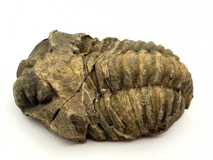 Fosilie Trilobit Calymene Flexicalymene 75 mm #396