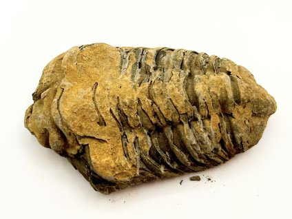 Fosilie Trilobit Calymene Flexicalymene 75 mm #400