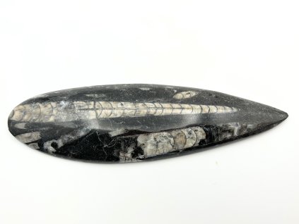 Skamielina Orthoceras 190 mm (Maroko) #K772