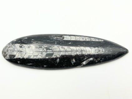 Skamielina Orthoceras 190 mm (Maroko) #K771