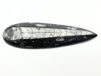 Skamielina Orthoceras 180 mm (Maroko) #K768