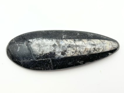 Skamielina Orthoceras 120 mm (Maroko) #K763