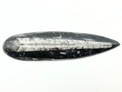 Skamielina Orthoceras 185 mm (Maroko) #K678