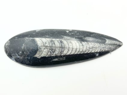 Skamielina Orthoceras 135 mm (Maroko) #K679