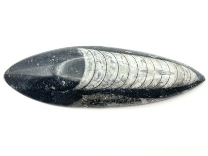 Skamielina Orthoceras 150 mm (Maroko) #K680