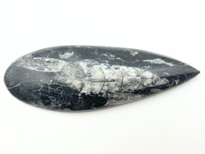 Skamielina Orthoceras 140 mm (Maroko) #K681